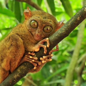 philippine tourist spot - Bohol