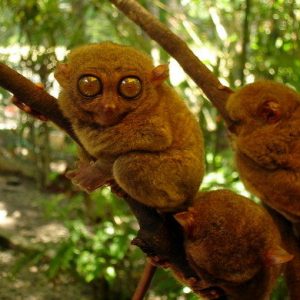 bohol tarsiers